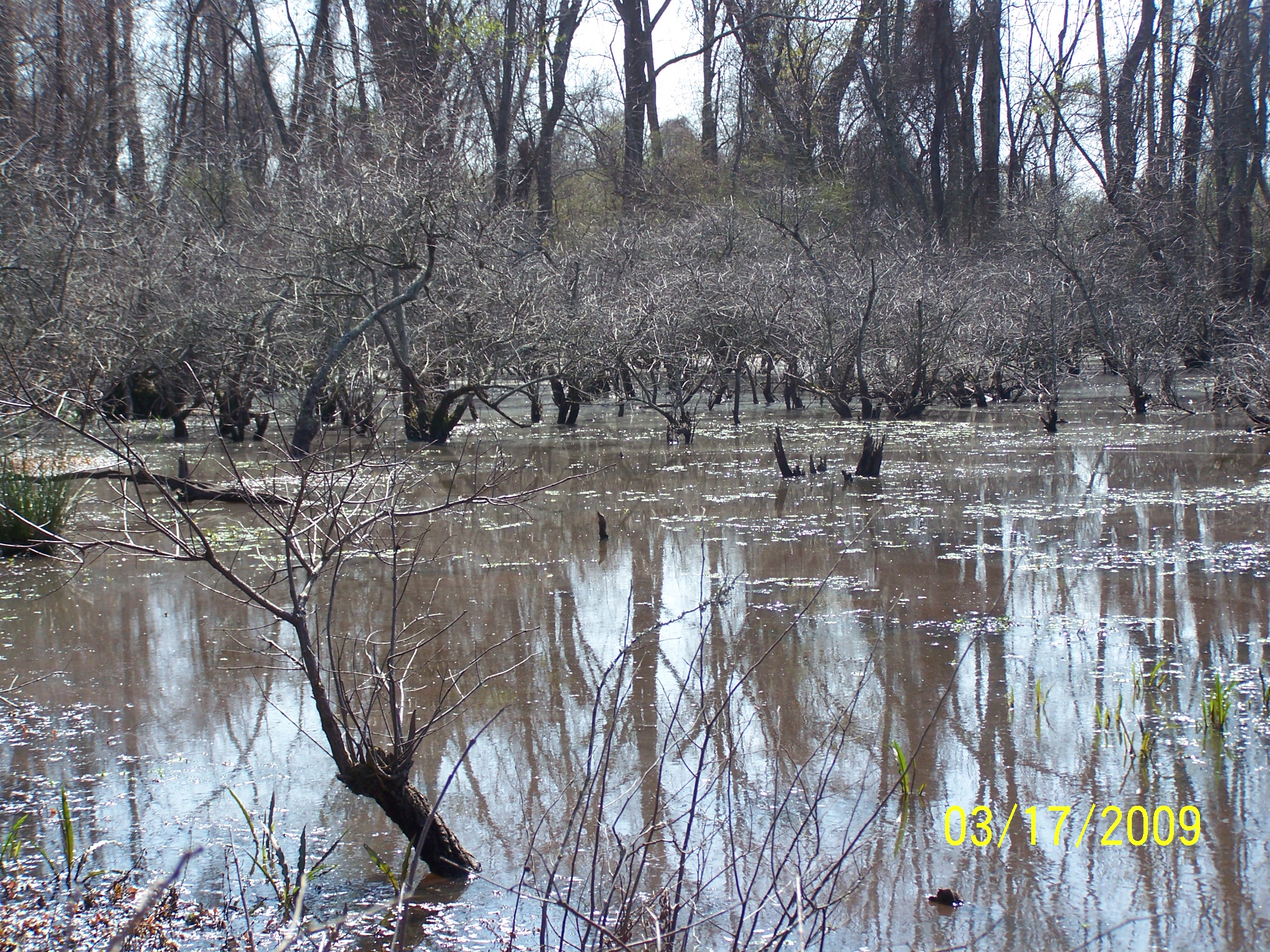 Swamp West Dike Rd 1.jpg [1636 Kb]